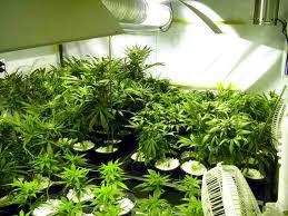 hydroponics