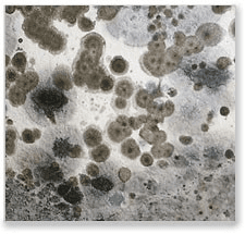 Mold, whether visible or just a musty odor, should be inspected and tested. Contact us today for any questions you may have regarding our services.