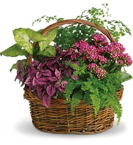 Plant Basket