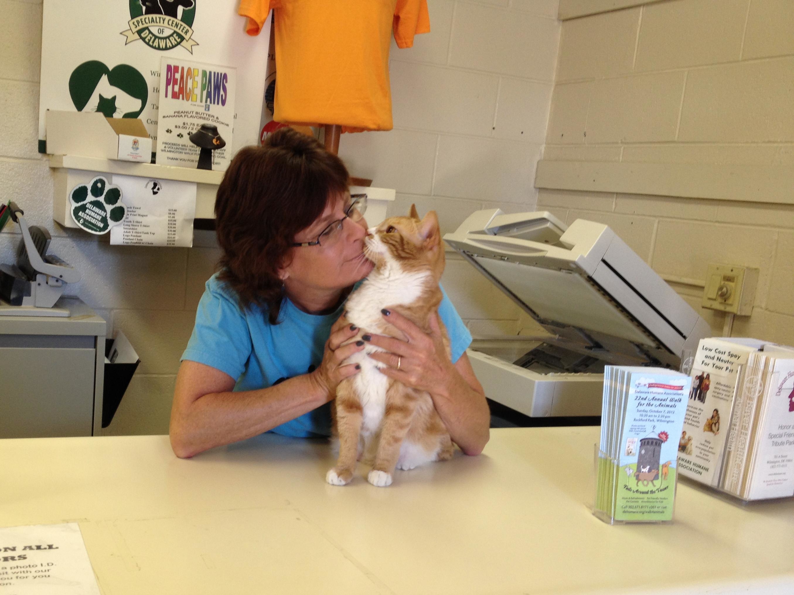 Shelter cats at DHA get lots of love while waiting to be adopted