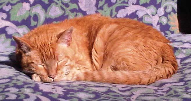 Hippy, the retired feline, resting comfortably at home