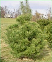 Chester County Trees