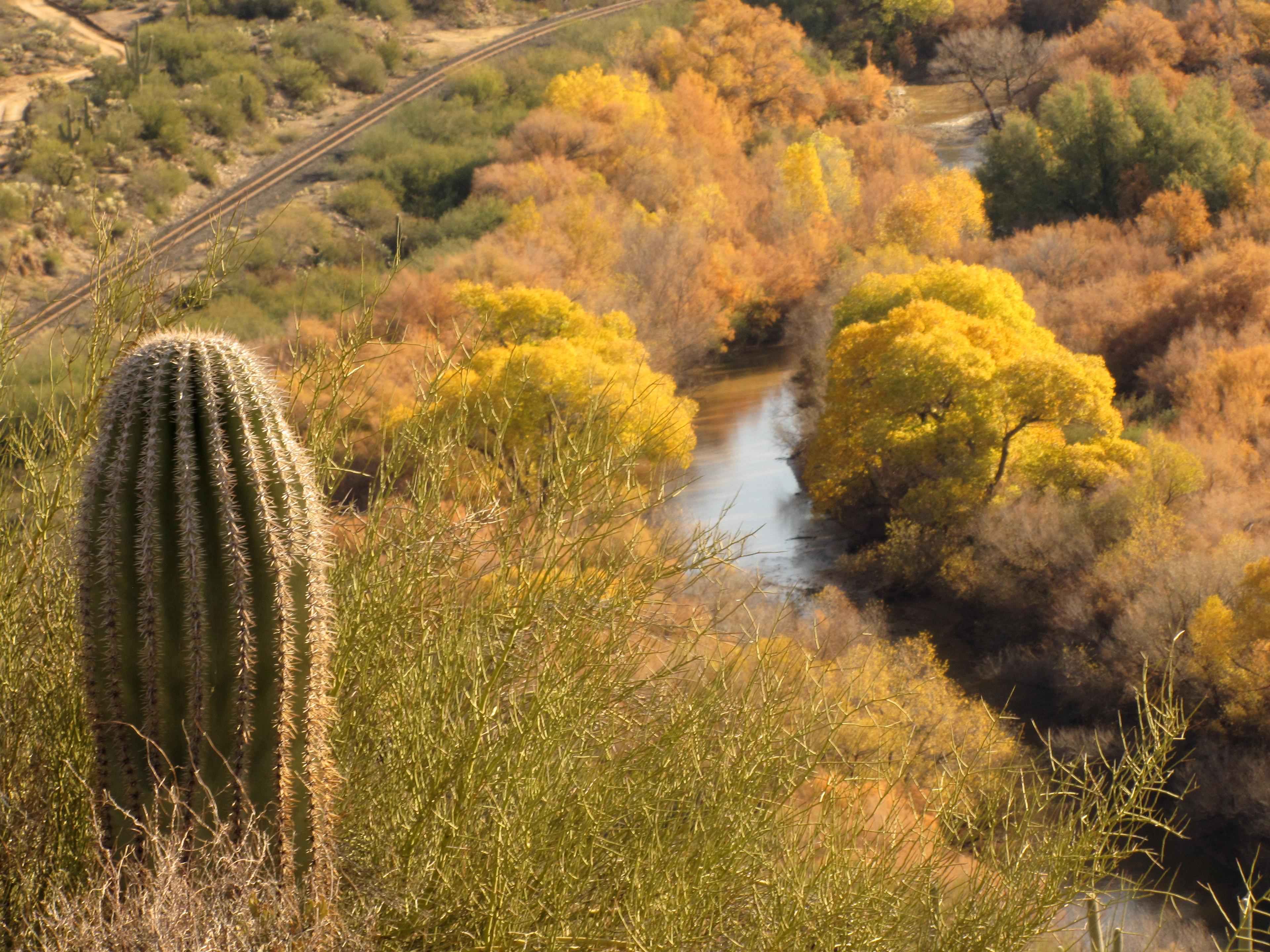 View of Gila River cottonwoods from the Arizona National Scenic Trail