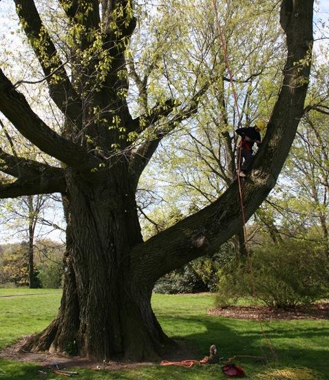 Tree Punning