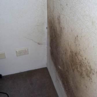 Portland Wall Mold - Before treatment