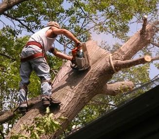 Premiere Tree Services of Oakland in Action!