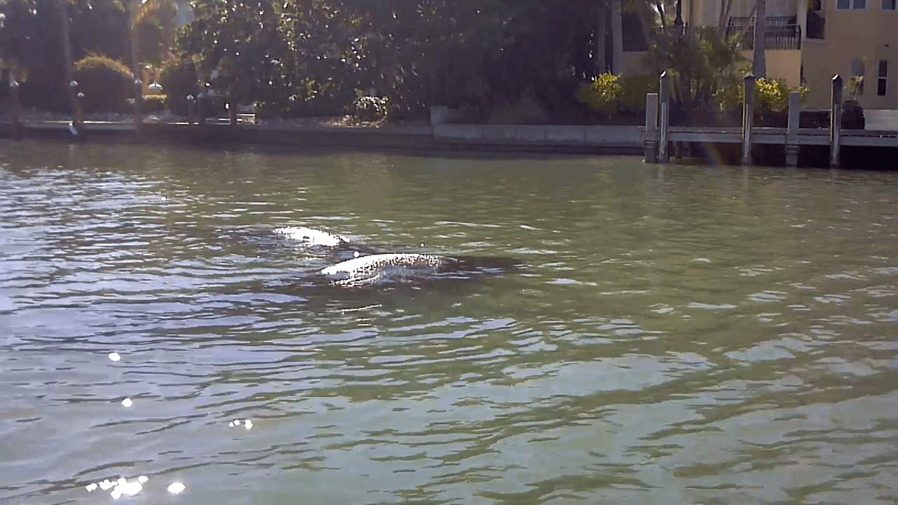 Close up with manatees