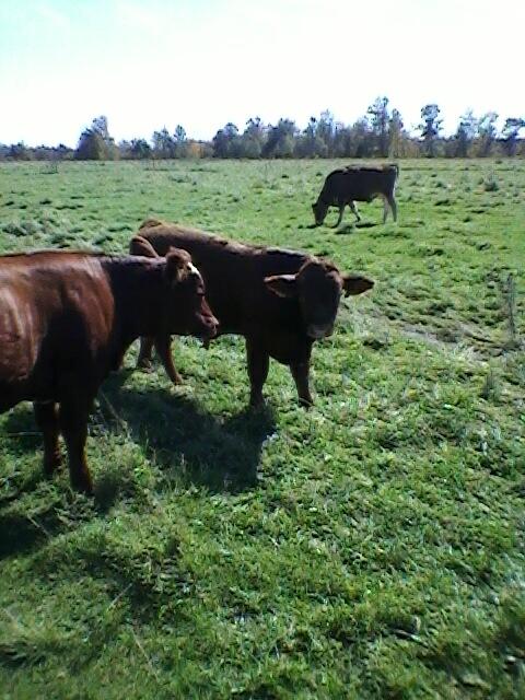 VDL Grass Fed Beef