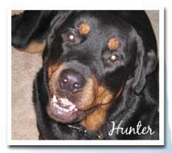 Animal Hospital Star client Hunter