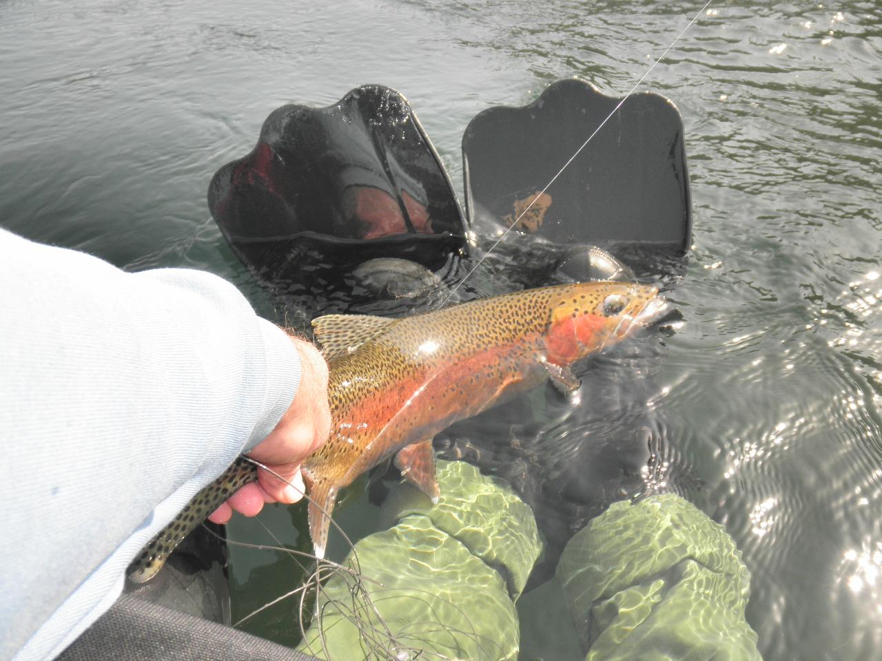 Goodwin Lake Rainbow Trout Fishing