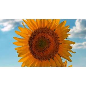 Sunflower Adult Day Services