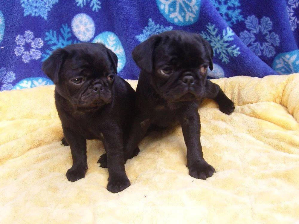 Renwar's Pug Puppies