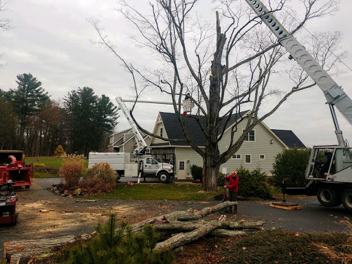 Timber Falls Tree Care