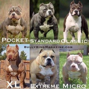 Old Red English Bulldogs Kennel Inc