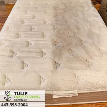 Tulip Carpet Cleaning Eldersburg