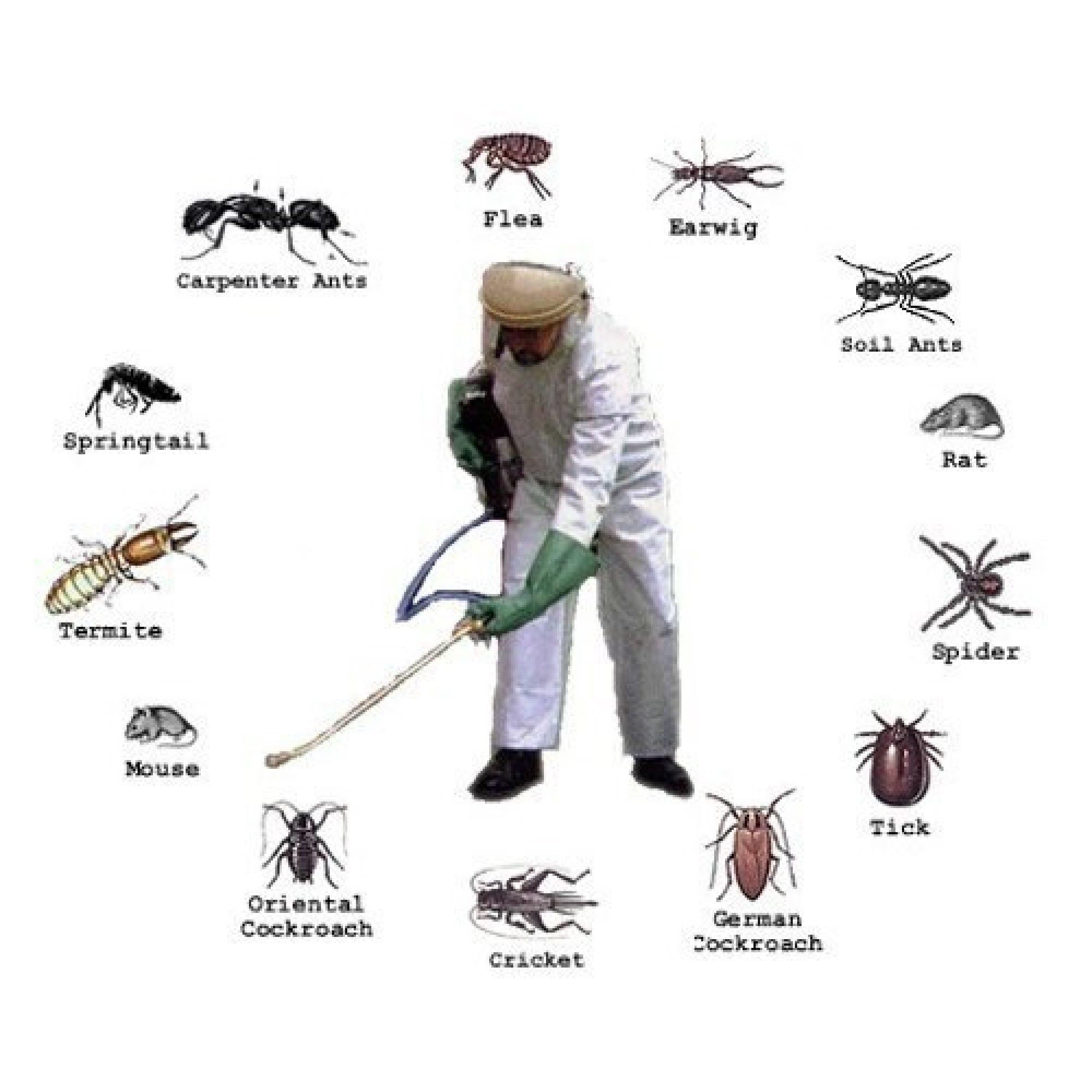 Pest Control Near Me 24 hours