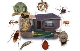 24hr pest control near me