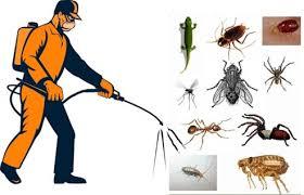 Palm Harbor Exterminator