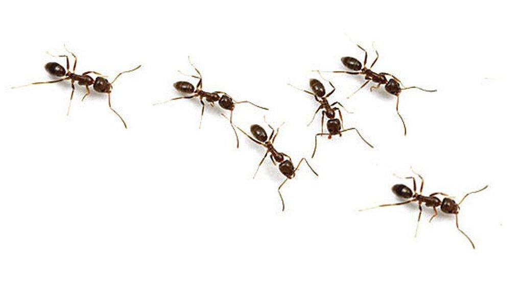 All About Bugs Termite & Pest Control