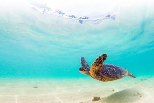 Honu House Hawaii