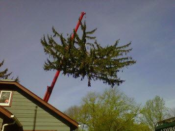 Adirondack Tree Specialists Inc