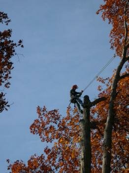 T R Timberline Tree Service