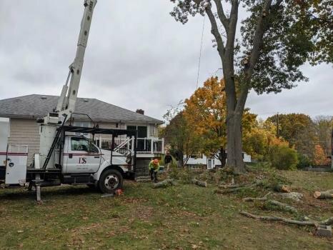 Methuen Tree Service