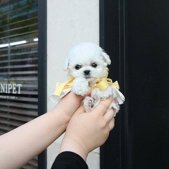 Tea Cup Puppy Breeder