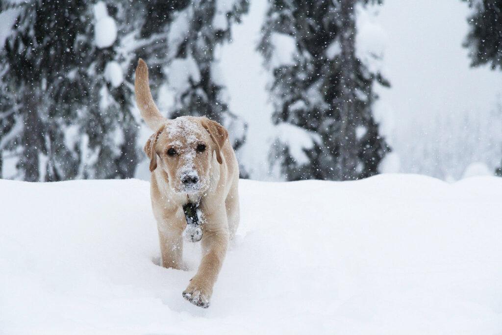 VCA Canada Coast Meridian Animal Hospital