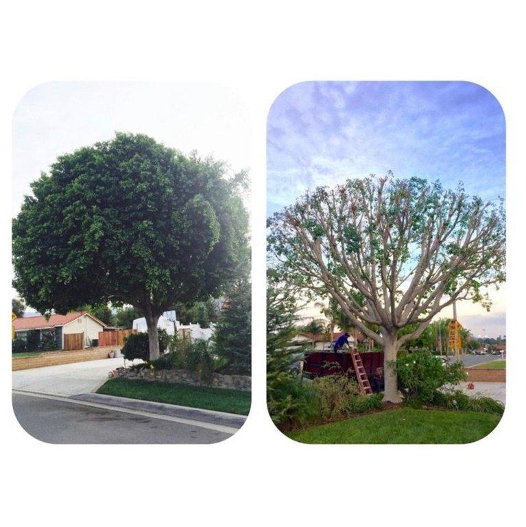 Ortega's Tree and Lawn Services