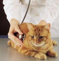 At Home Veterinary Care