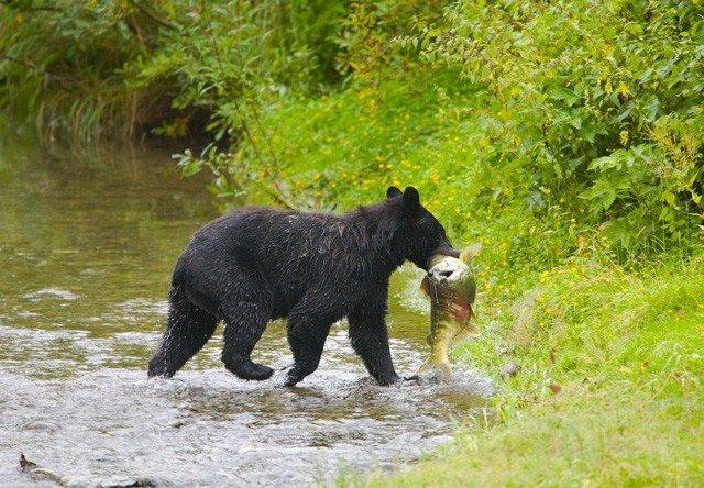 Alaska Shore Excursions