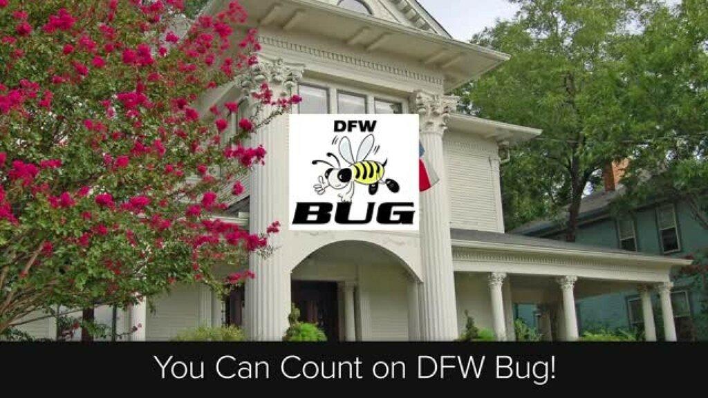 DFW Bug