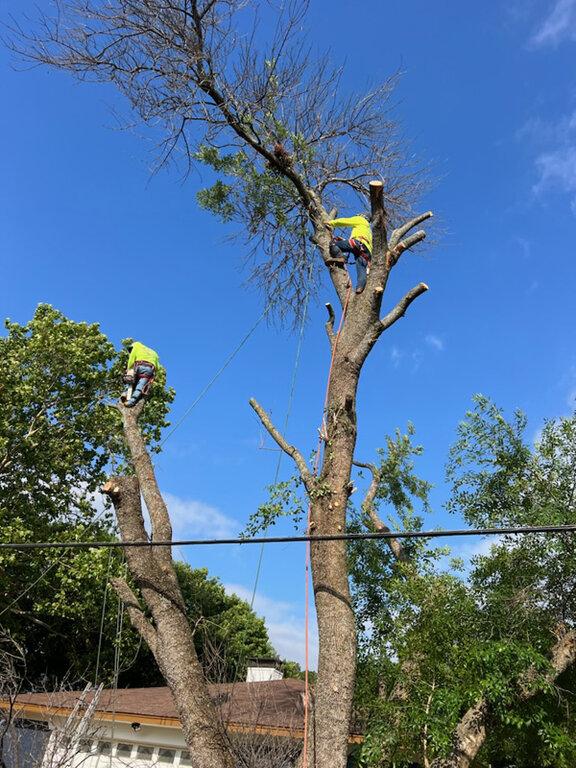 Junior's Tree Services