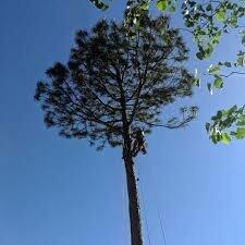 Payneless Tree Removal LLC