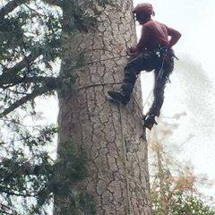 Andrew Tree Trimming, Tree Removal & Tree Service of Riverside