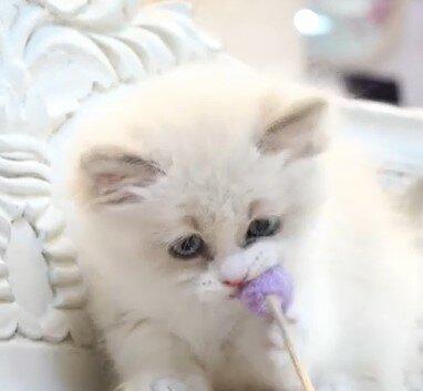 Scottish Fold Munchkin