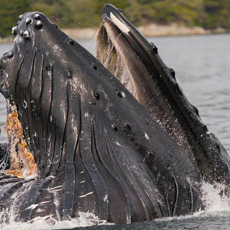 Sitka Whale Watch