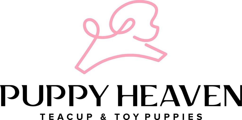 Puppy Heaven - Teacup & Toy Puppies for Sale