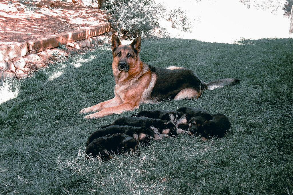 Vomwalters German Shepherd Kennels