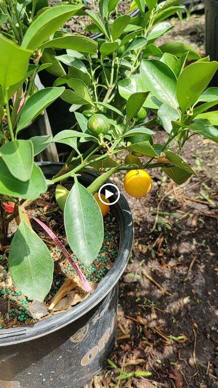 Edible Landscaping & Fruit Tree Nursery