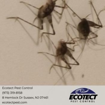 Ecotect Pest Control