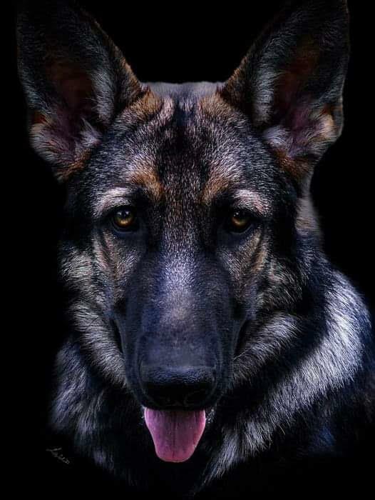 Southern K-9 Training Solutions