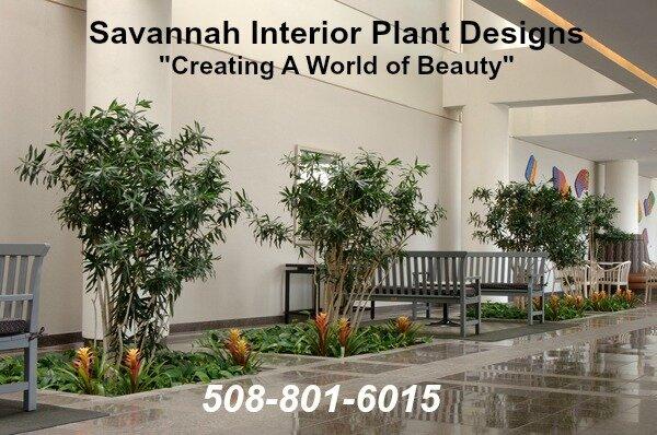 Savannah Interior Plant Designs