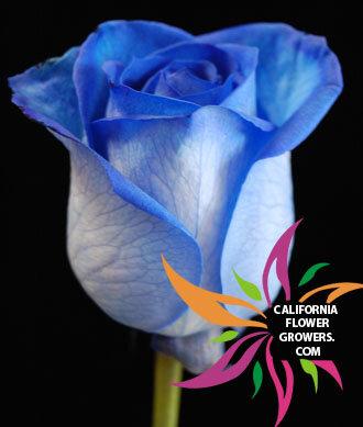 San Diego Wholesale Florist