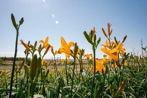 Arbor Valley Nursery