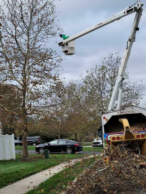 Three Friends Tree Service