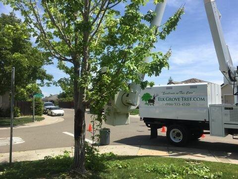 Elk Grove Tree Service