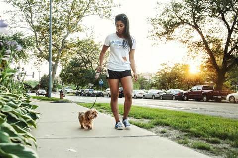 Barkbud Dog Walkers