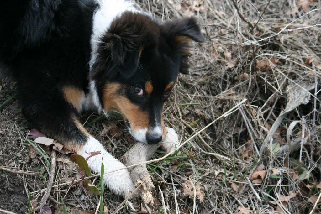 Dog 'n Butterfly